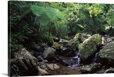 Caribbean, Puerto Rico, El Yunque. A water fall in the El Yunque rain forest
