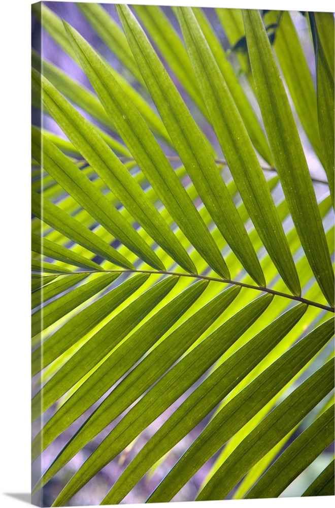 Caribbean, Puerto Rico, El Yunque rain forest, Caribbean National Forest. Palm frond.