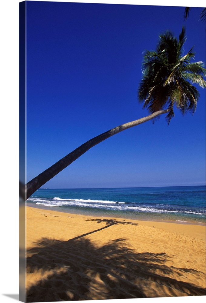 Caribbean, Puerto Rico, San Juan, Isla Verde, Palm tree lined beach ...