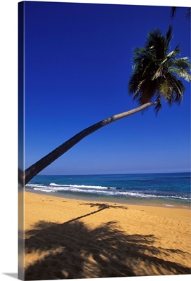 Caribbean, Puerto Rico, San Juan, Isla Verde, Palm tree lined beach