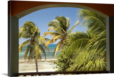 Caribbean, Puerto Rico, Vieques. Caribbean, beach and palm trees