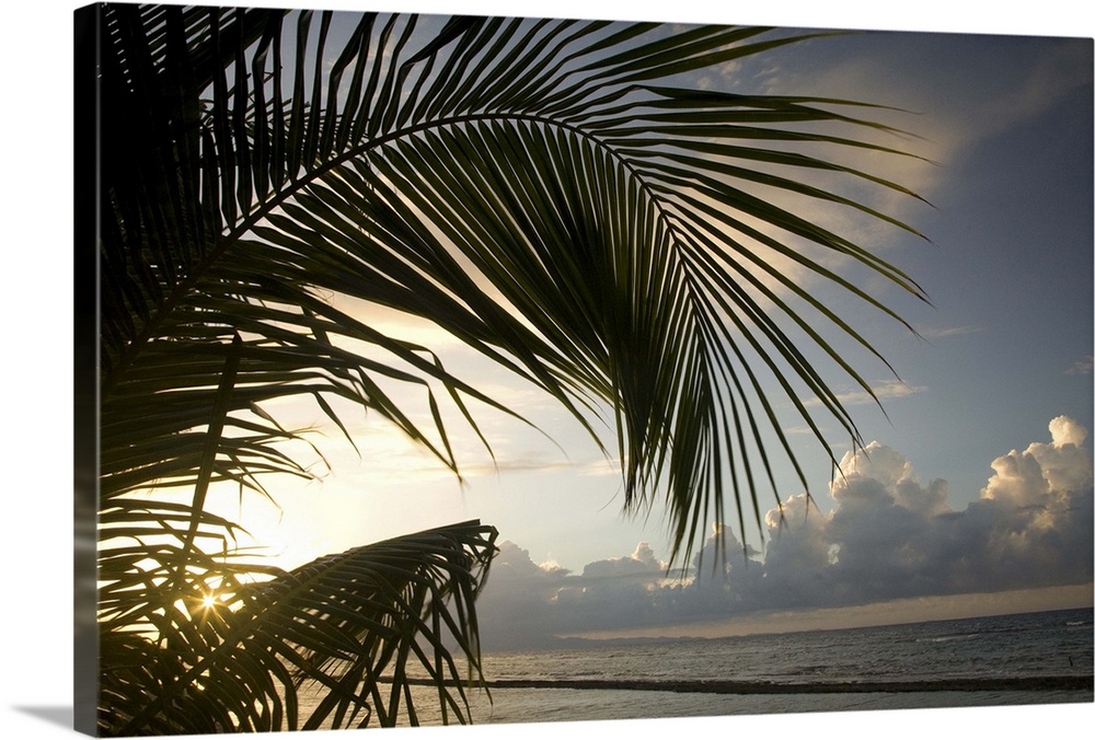 Caribbean, Puerto Rico, Vieques.   Palm frond and beach at sunset.