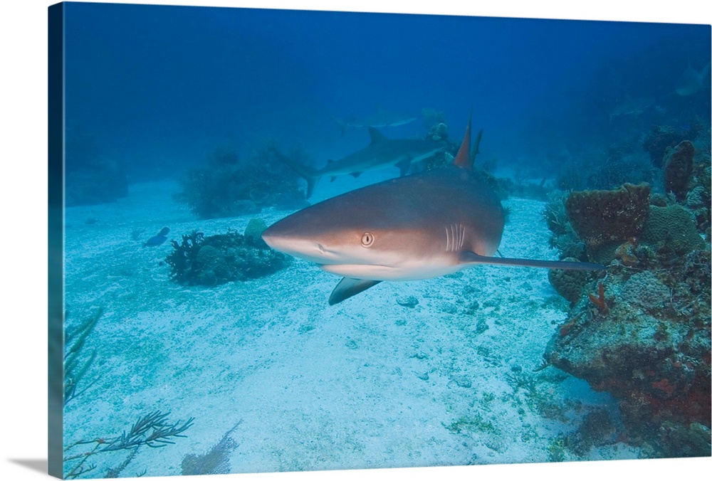 Caribbean Reef Sharks (Carcharhinus perezi) Northern Bahamas