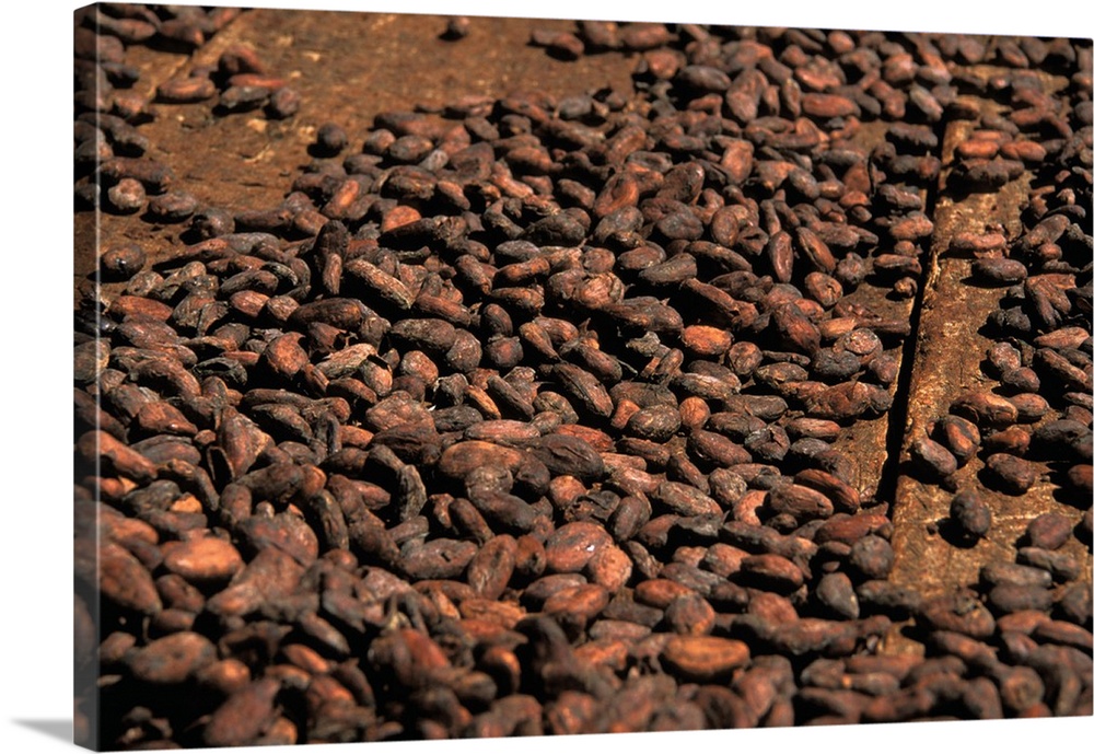Caribbean, St. Lucia, Soufriere. Cacao beans from a plantation.