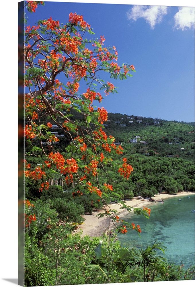 CARIBBEAN, St Thomas.Hull Bay with flowers