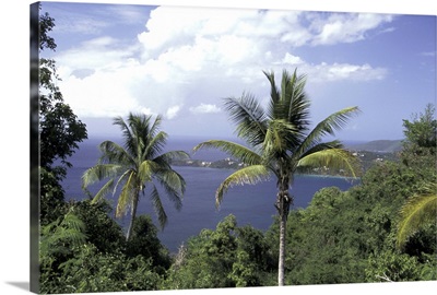 Caribbean, St. Thomas, Magens Beach through palm trees