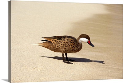 Caribbean, St.Thomas, Sapphire Beach. Lesser Bahama Pintail duck on beach