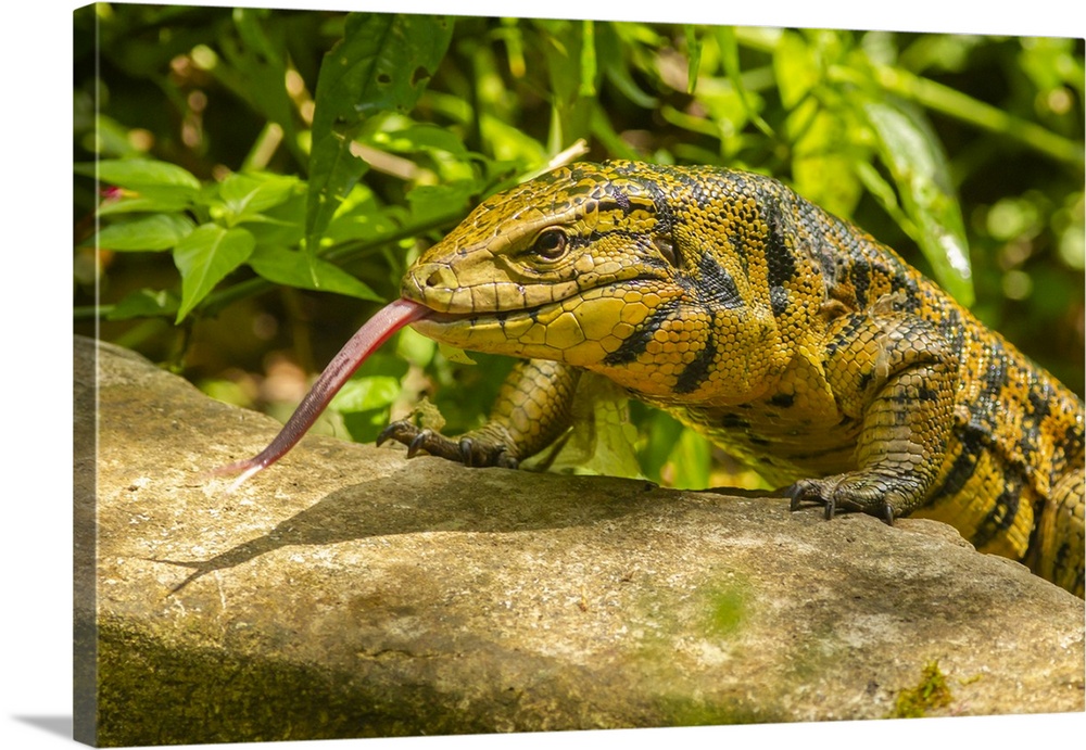 Caribbean, Trinidad, Asa wright nature center. Tegu lizard close-up.