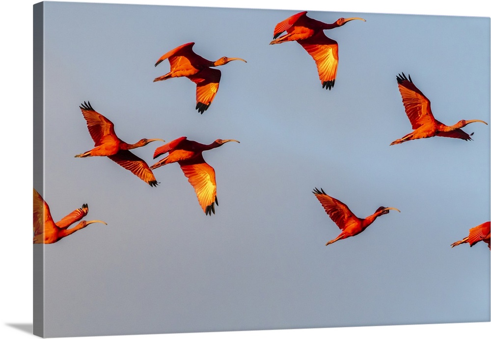 Caribbean, Trinidad, Caroni swamp. Scarlet ibis birds in flight.