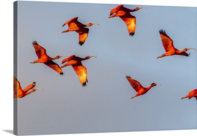 Caribbean, Trinidad, Caroni Swamp, Scarlet Ibis Birds In Flight