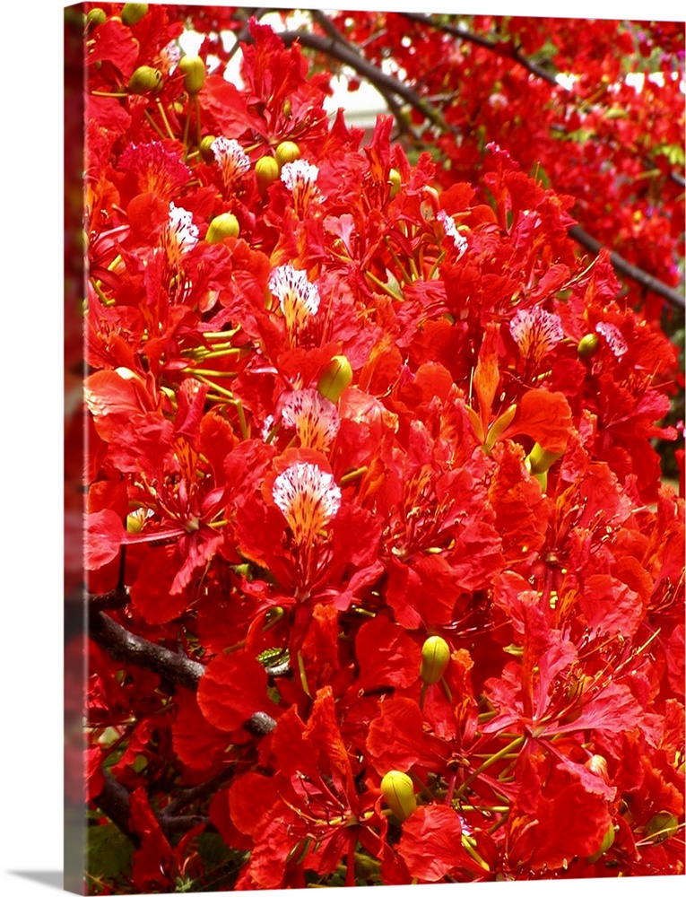 Caribbean, US Virgin Islands, St. Croix, tree in red blooms