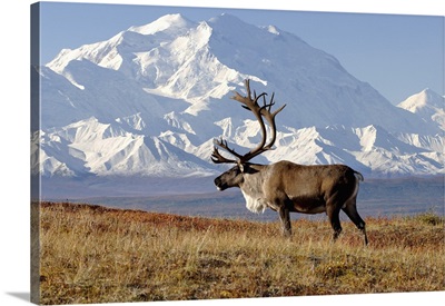 Caribou with Mount McKinley, Denali National Park, Interior, Alaska