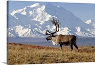 Caribou With Mount McKinley Denali National Park Interior Alaska Caribou With Mount McKinley Denali National Park Interior Alaska