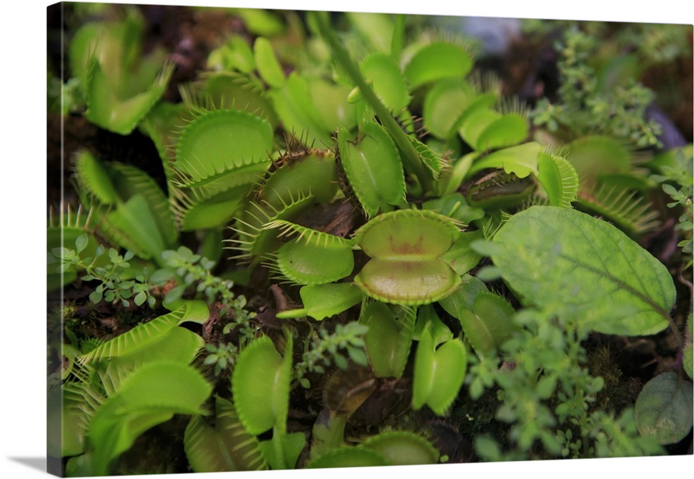 Carnivorous plants such as these Venus Fly Traps, Cairns, Queensland, Australia.
