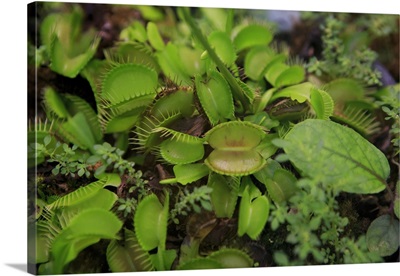 Carnivorous plants such as these Venus Fly Traps, Cairns, Queensland, Australia