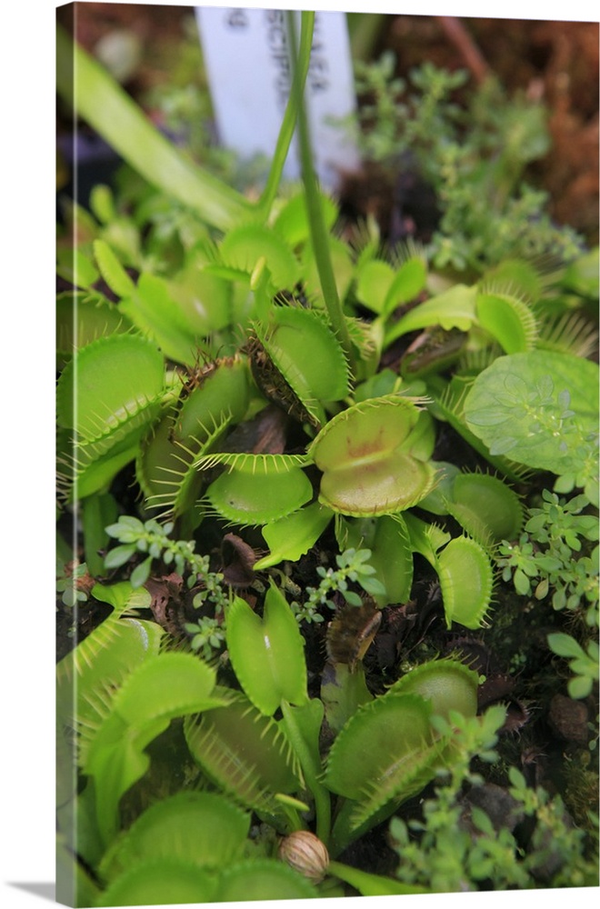 Carnivorous Venus Fly Trap, Cairns Botanic Gardens, Queensland.