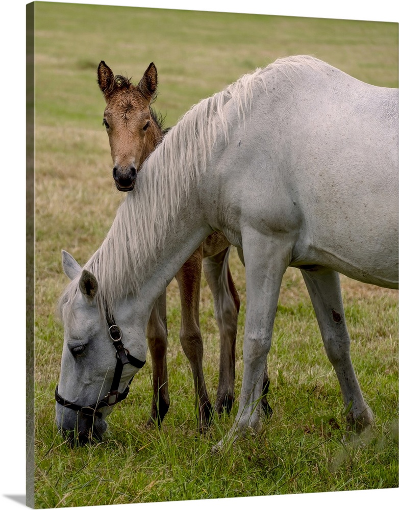 Carrera horses are unique to Ireland and are much treasured as a breed.