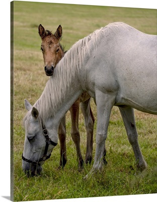Carrera Horses Are Unique To Ireland And Are Much Treasured As A Breed