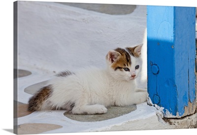 Cat, Mykonos, Greece