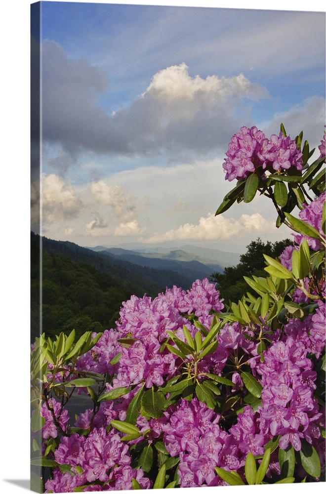 Catawba Rhododendron from just below Newfound Gap, Great Smoky Mountains National Park, North Carolina