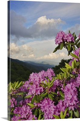 Catawba Rhododendron, Great Smoky Mountains National Park, North Carolina