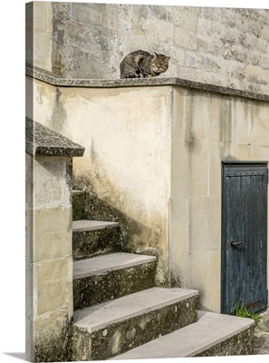 Cats Roaming The Cave Dwelling Town Of Matera