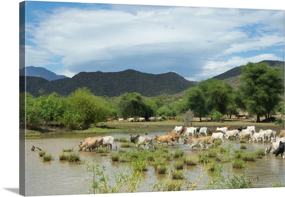 Cattle grazing, Omo Valley,  between Turmi and Arba Minch, Ethiopia