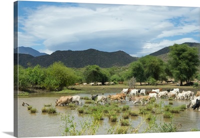 Cattle grazing, Omo Valley,  between Turmi and Arba Minch, Ethiopia