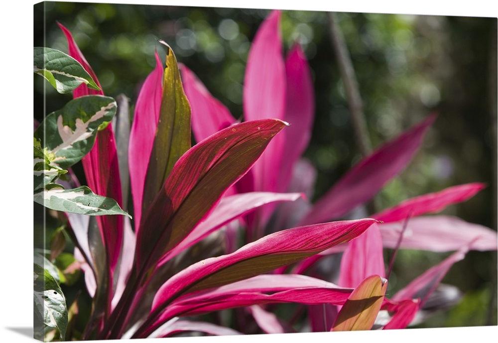 CAYMAN ISLANDS-GRAND CAYMAN-Frank Sound:.Queen Elizabeth 2 Botanic Park-.Vinca Rosea (catharanthus roseus)
