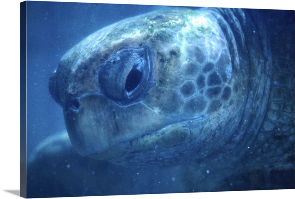 Caribbean:  Cayman Islands, Grand Cayman Island, turtle farm, green sea turtle ("Chelonia mydas") swimming, December