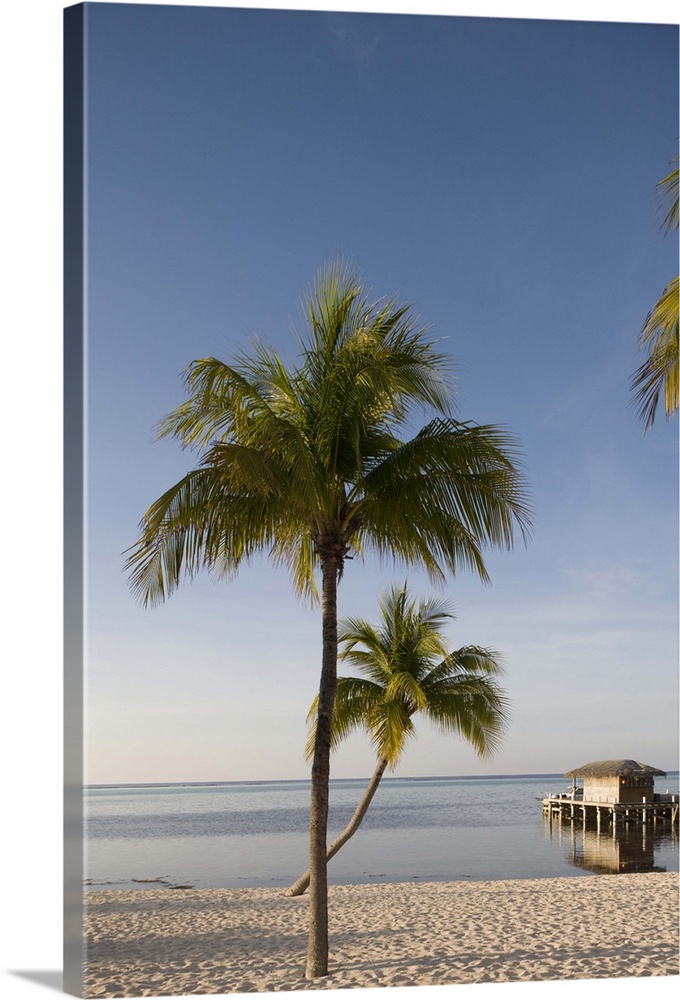 Cayman Islands, Little Cayman Island, Morning sun lights palm tree along white sand beach along Caribbean Sea