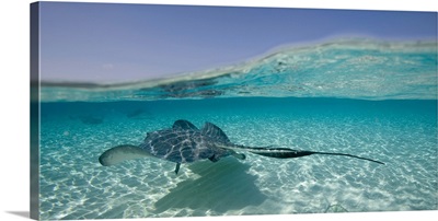Cayman Islands, Southern Stingray in Caribbean Sea