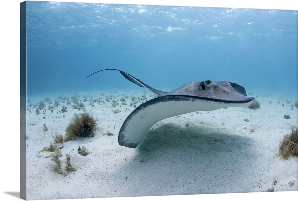 Cayman Islands, Grand Cayman Island, Underwater view of Southern Stingray (Dasyatis americana)  in shallow water near Stin...