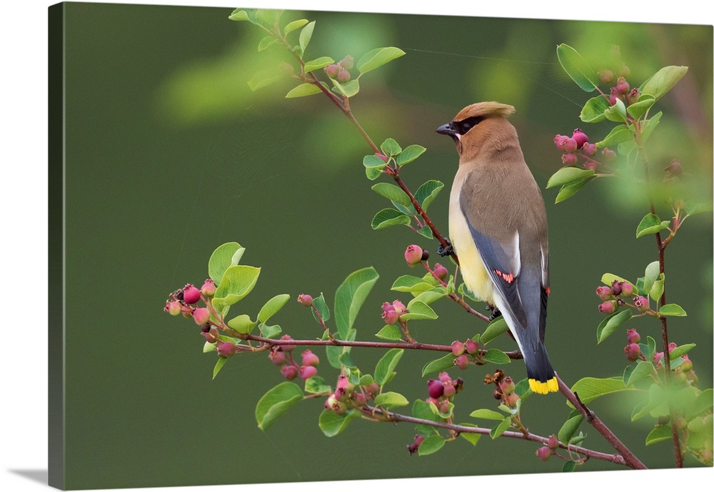 Cedar Waxwing.