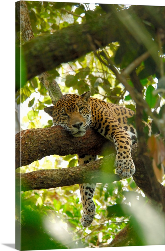 Central America, Belize, Belize City, Belize Zoo, Jaguar