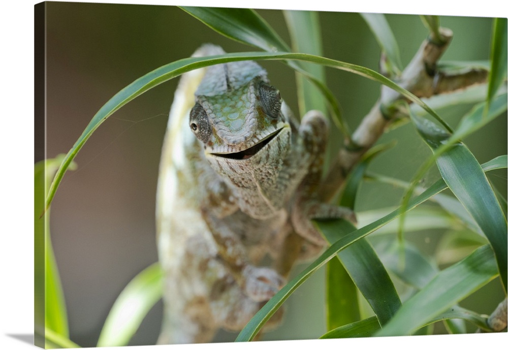 Africa, Madagascar, Lake Ampitabe, Akanin'ny nofy Reserve. A chameleon maneuvering along the trunk of a small bush opening...