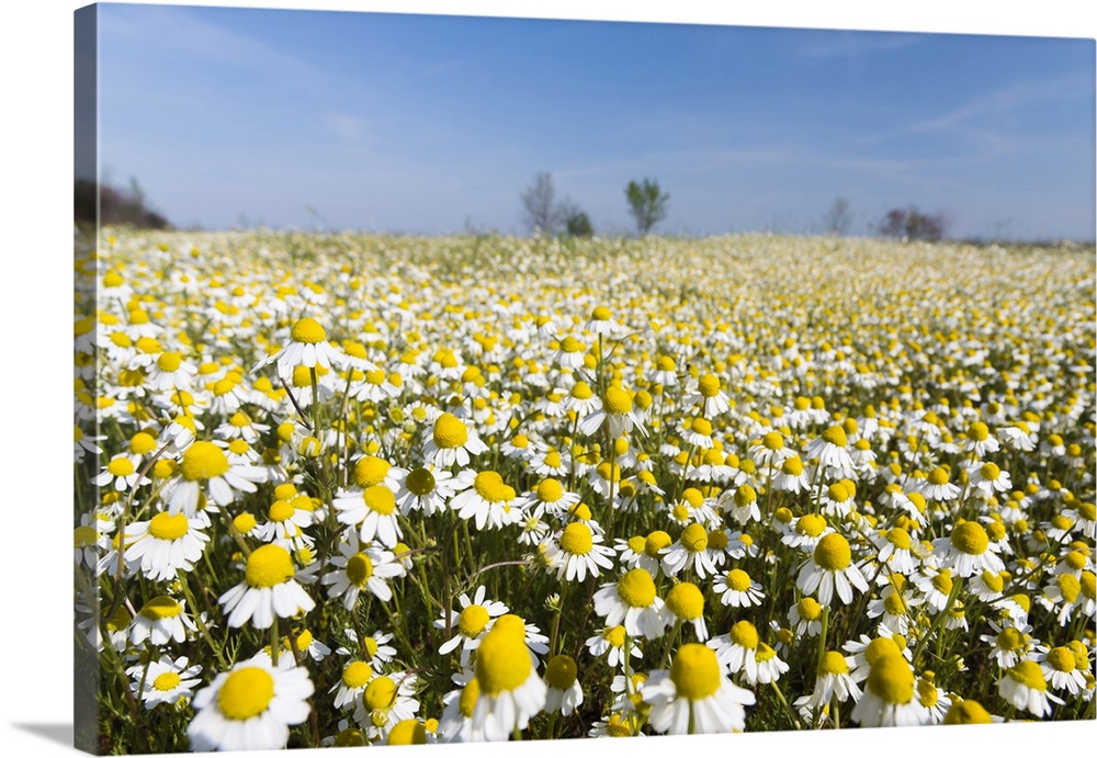 Chamomile Field, Hortobagy National Park in spring. Hungary.