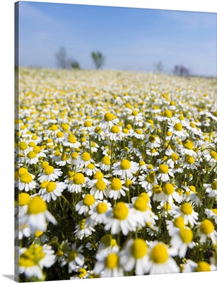 Chamomile Field, Hortobagy National Park in spring, Hungary