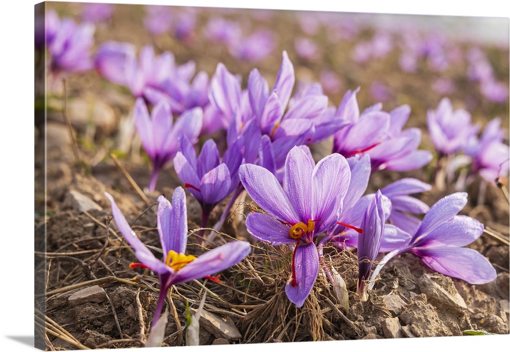 Chanda Haro, Pampore, Jammu and Kashmir, India.