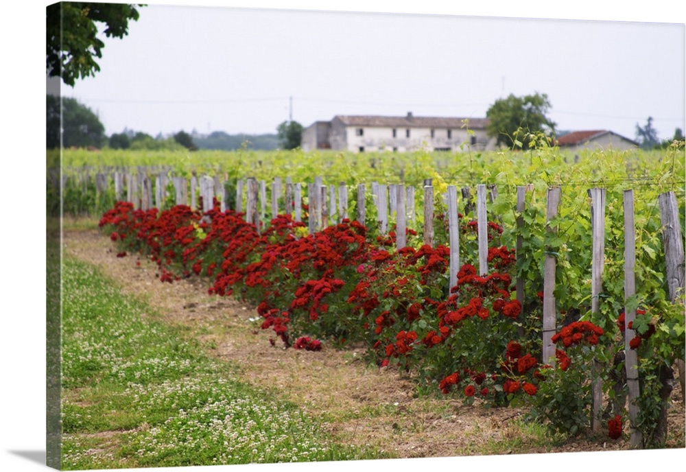 Chateau Bourgneuf Vayron vineyard with intensely red rose bushes at the end of each row of vines  Pomerol  Bordeaux Girond...