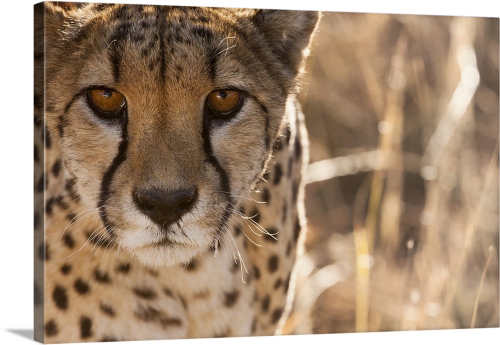 Cheetah Conservation Fund, Namibia. Africa. Off-center close-up of a cheetah.