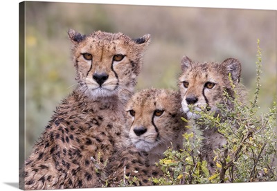 Cheetah Cubs Trying To Hide Behind Bush, Serengeti, Tanzania, Africa