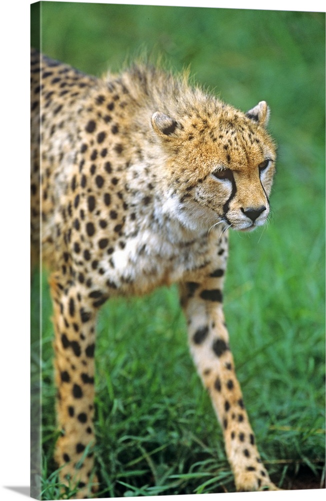 Cheetah (Acinonyx venator)Stalking on the Serengeti.