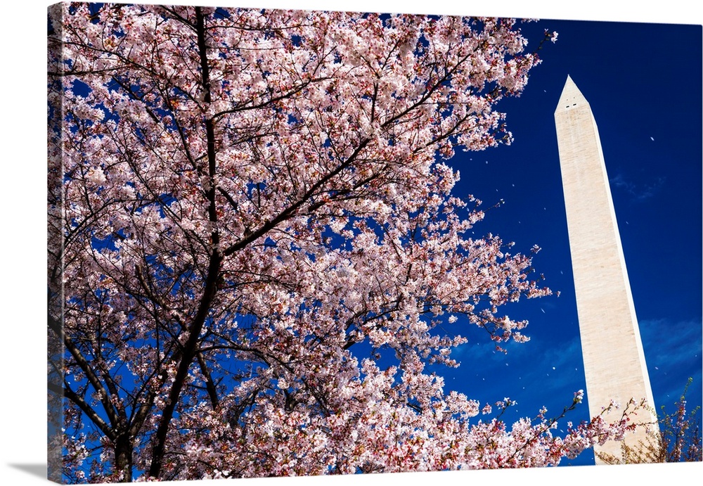 Cherry blossoms under the Washington Monument, Washington, DC USA