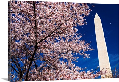 Cherry blossoms under the Washington Monument, Washington, DC USA