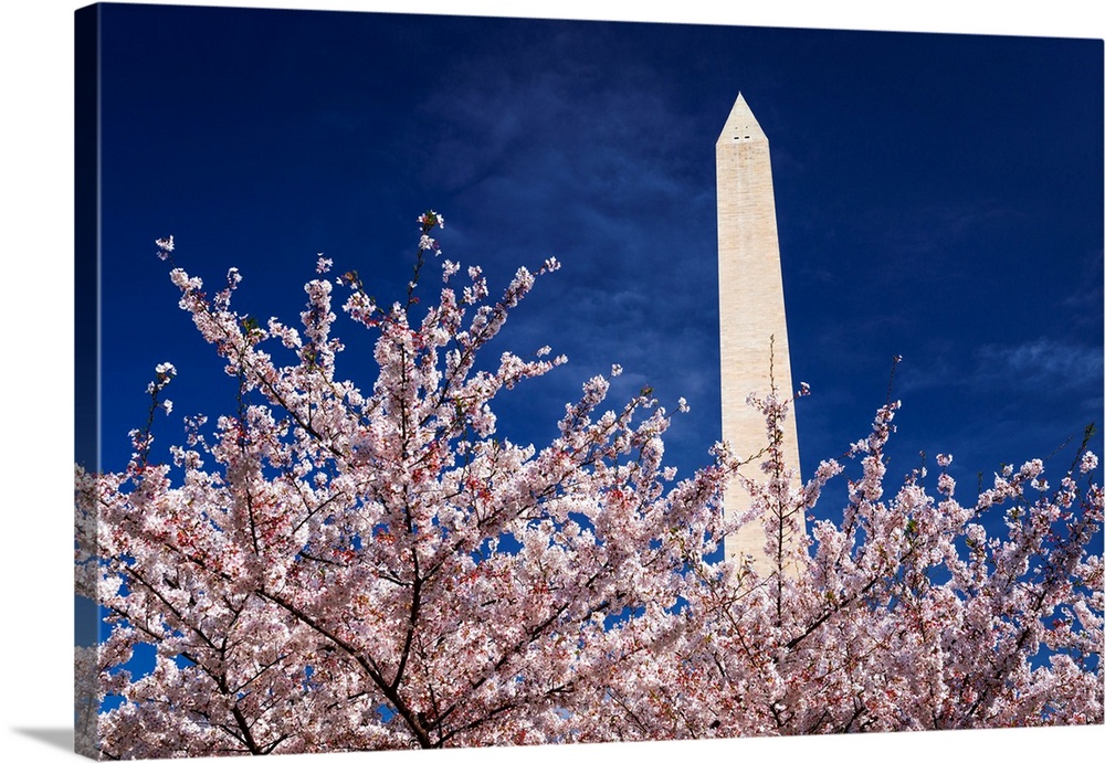 Cherry blossoms under the Washington Monument, Washington, DC USA