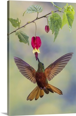Chestnut-Breasted Coronet Hummingbird Foraging, Cloud Forest, Ecuador