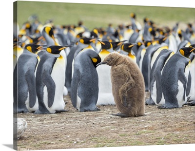 Chick In Brown Plumage, King Penguin On Falkland Islands