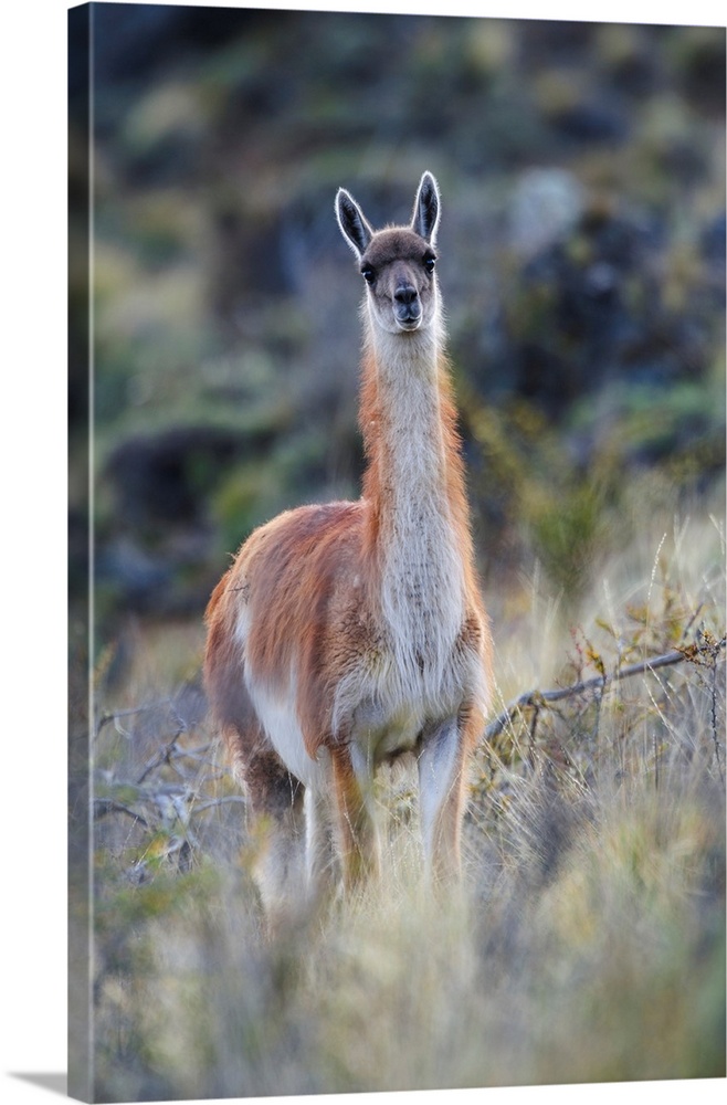 Chile, Aysen, Valle Chacabuco. Guanaco (Lama guanicoe) in Patagonia Park.