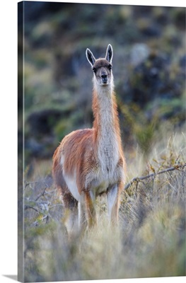 Chile, Aysen, Valle Chacabuco, Guanaco (Lama Guanicoe) In Patagonia Park